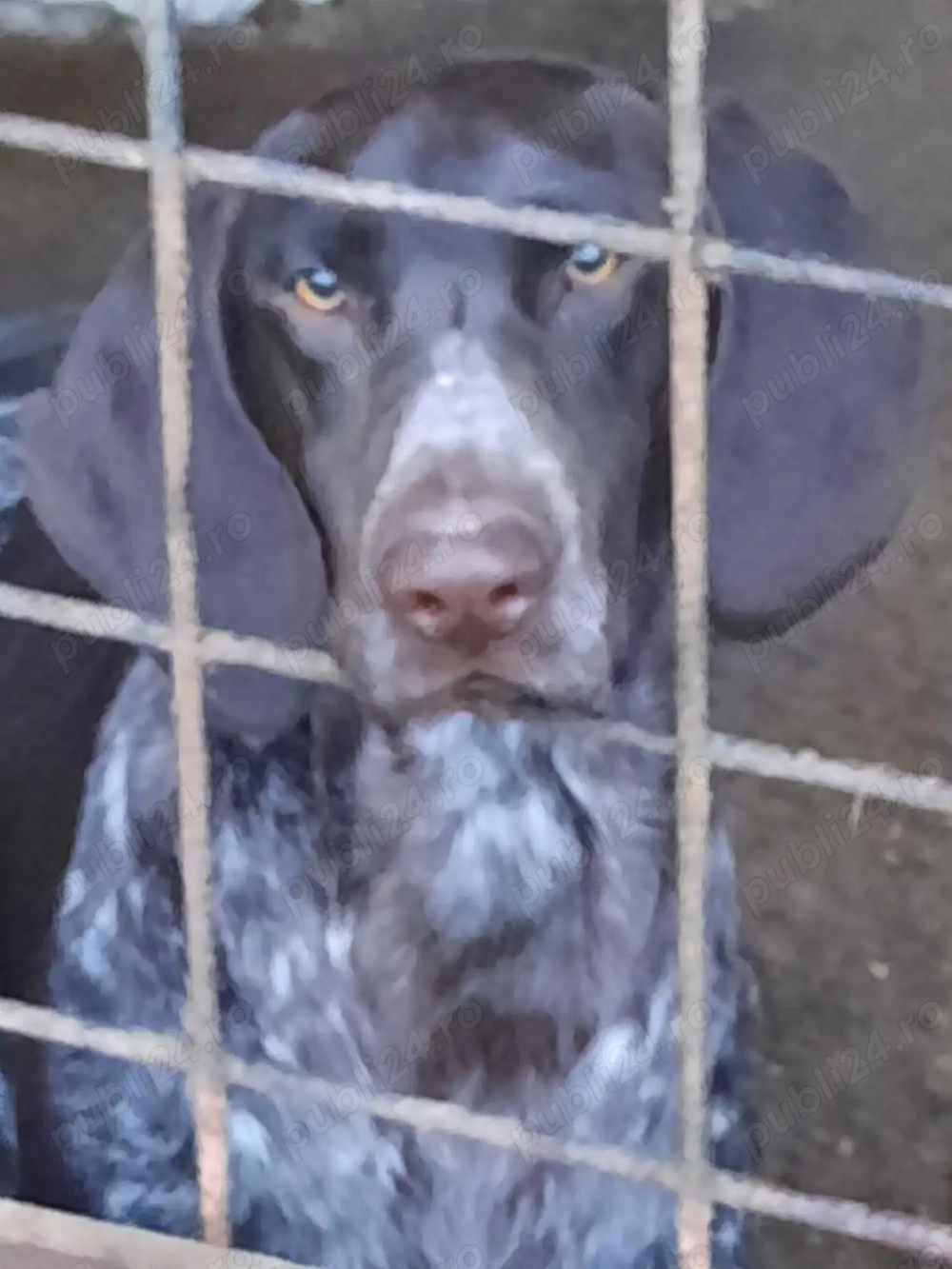 Vând câine de vânătoare, rasa brac german