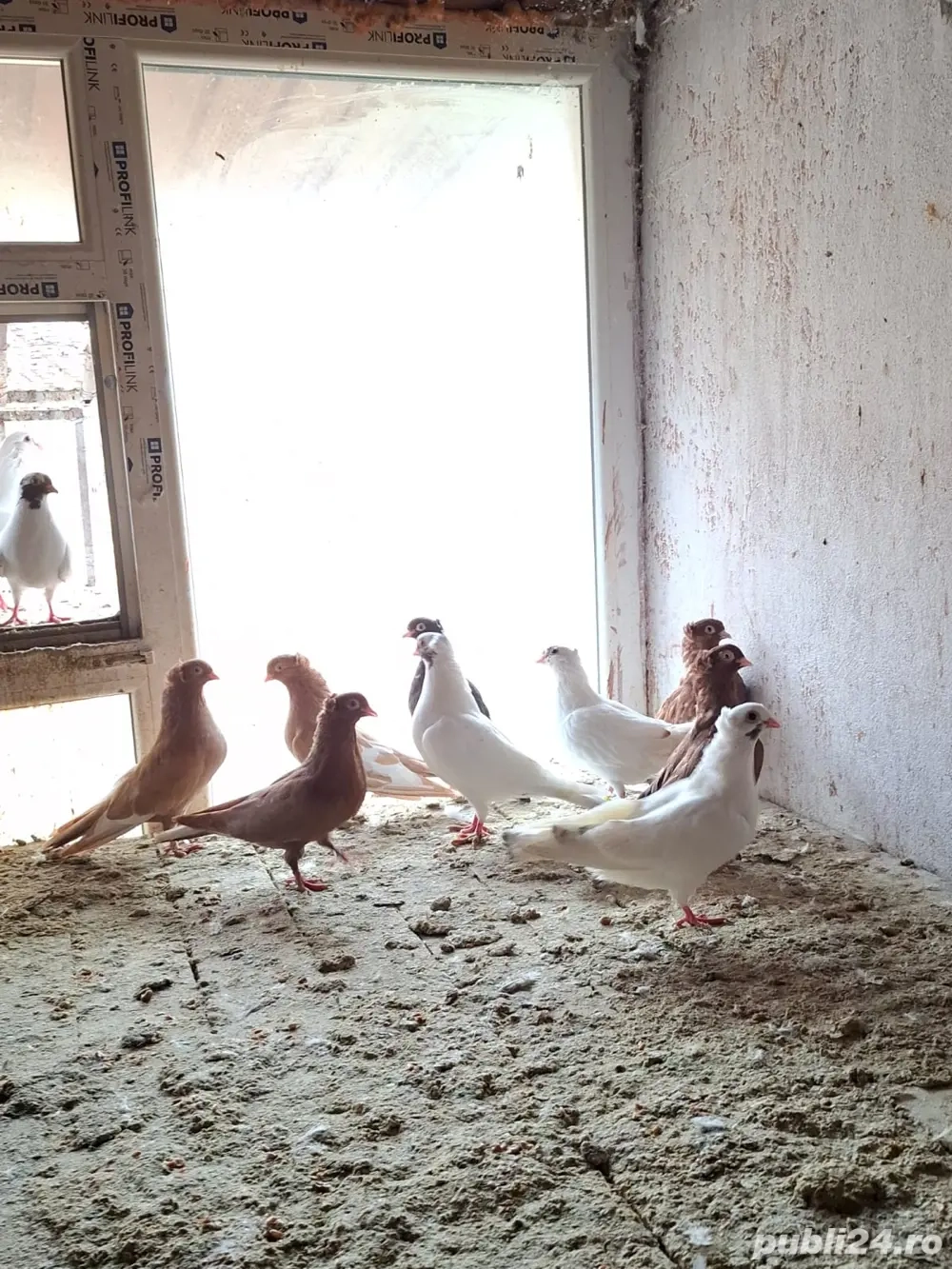 vand porumbei jucatori in jur de 20 de bucati mai multe detali la telefon  