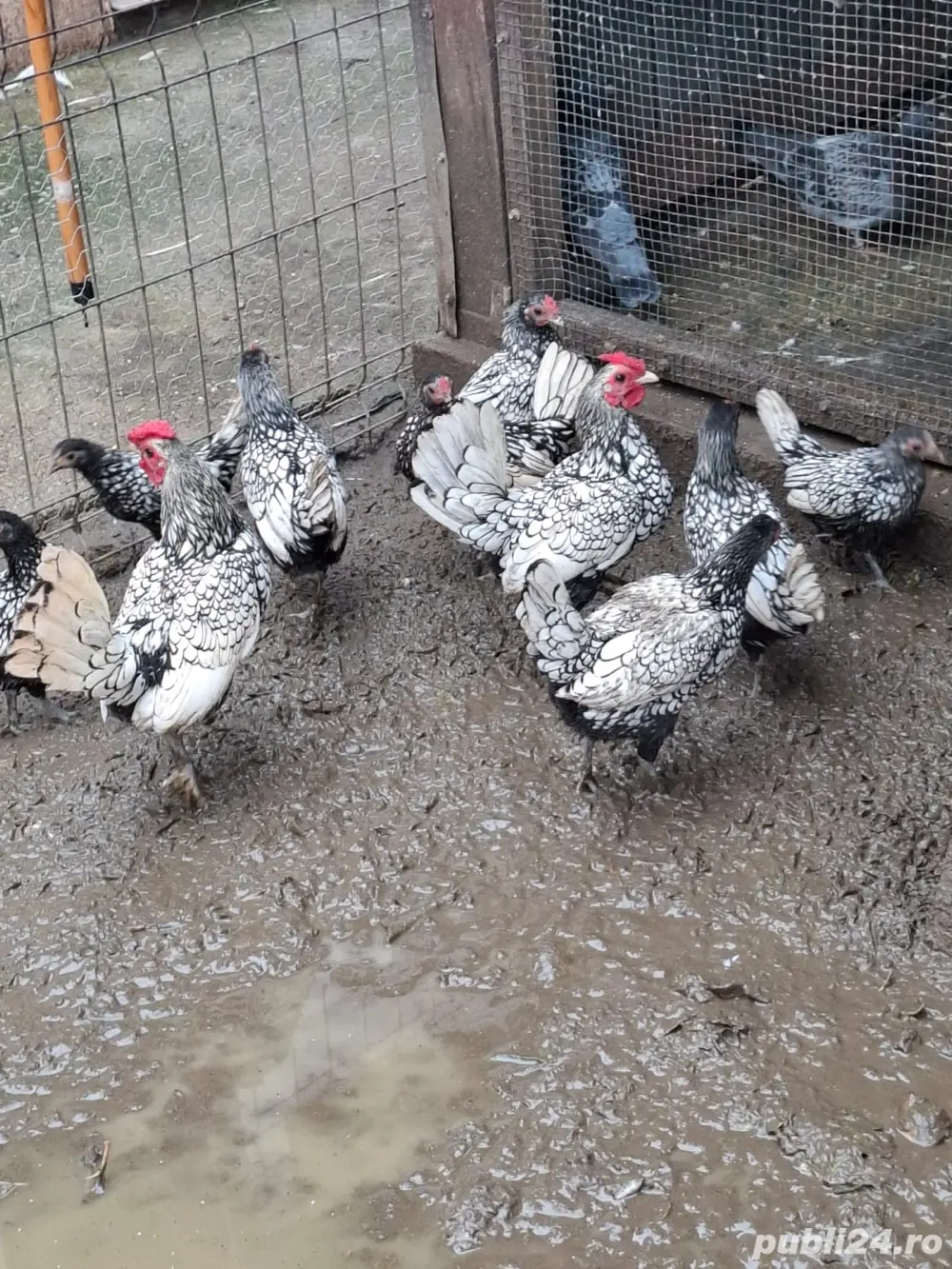 se vand gainuse rasa pitica talie pitica sembrid mai multe detali la tel  