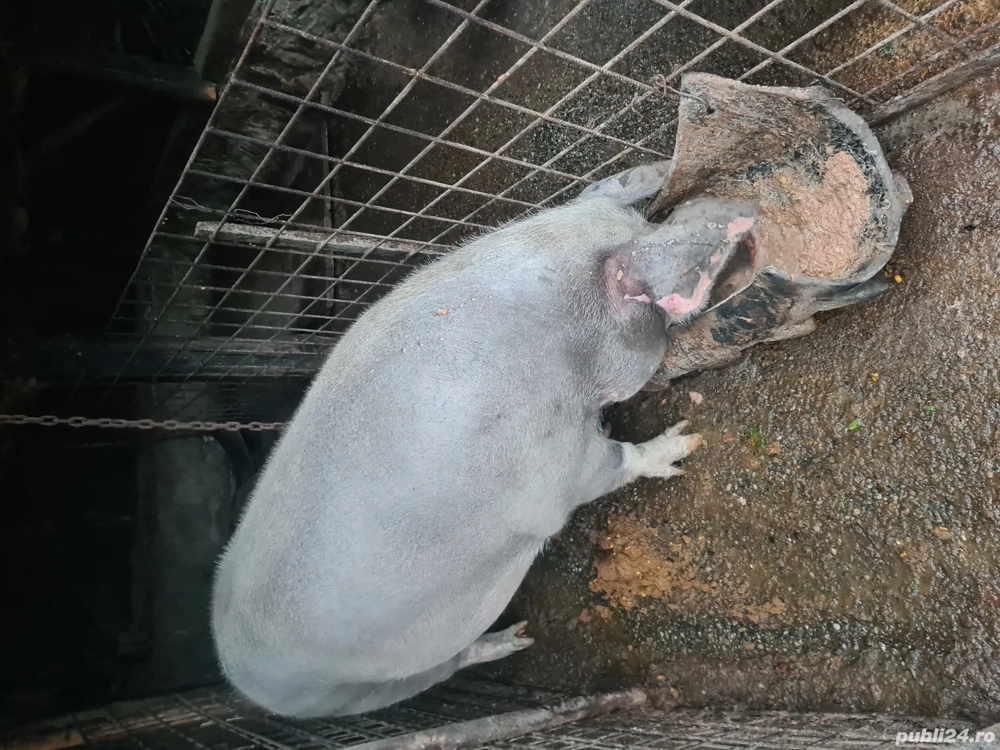 Porc crezut  Natural 