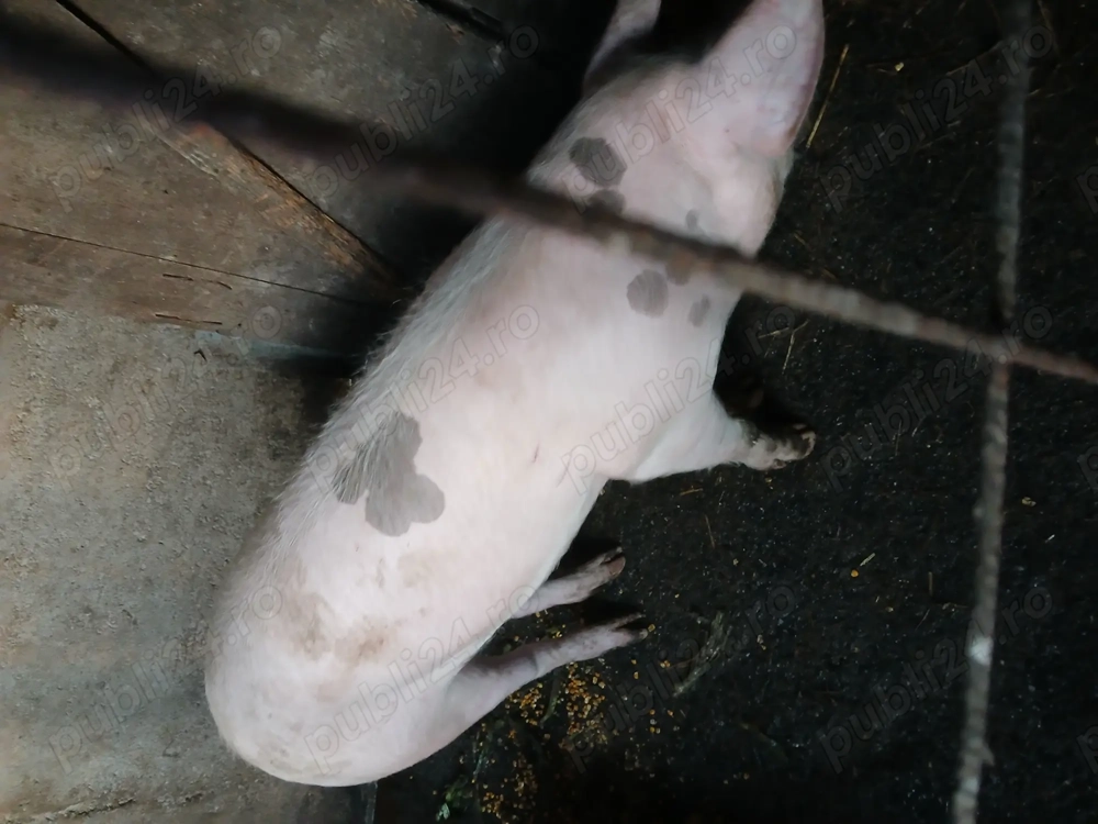 Vând godin de 80 kg