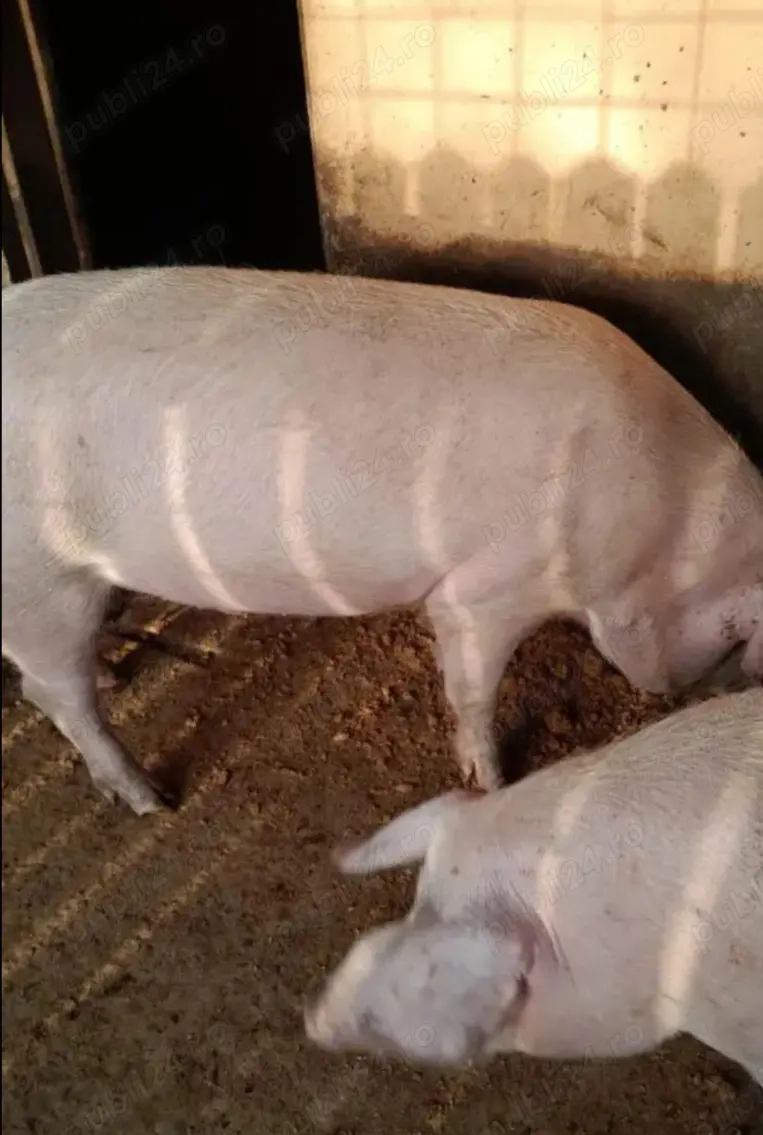 Vand porci de casa peste 200 kg