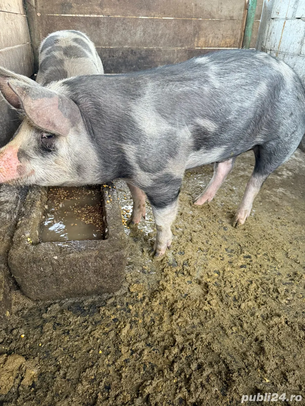 vand porci pietrean rasa curata