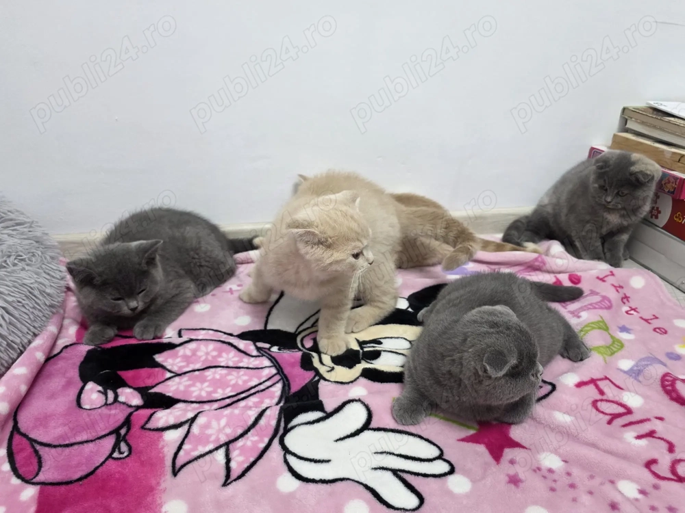 Pui de pisica Scottish Fold