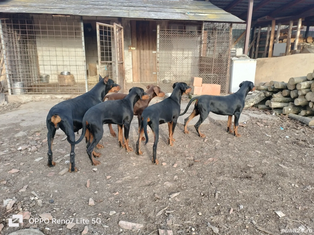 Vând femele doberman 