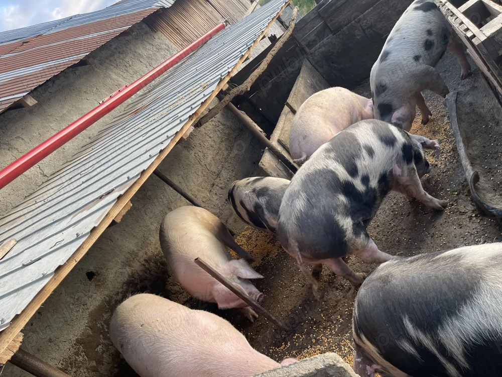 Porci pentru Crăciun 