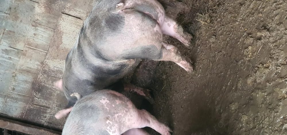 Vând porc de carne în jur de 120 kg 