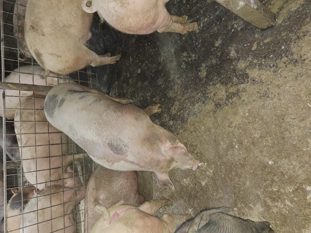 Vand porci fe craciun