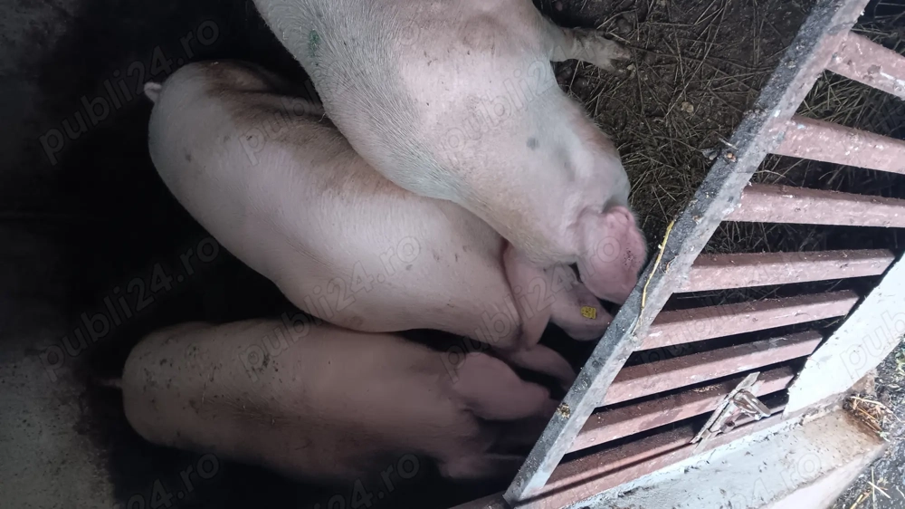 De vânzare aproximativ 140 kg pret 18 lei kg 