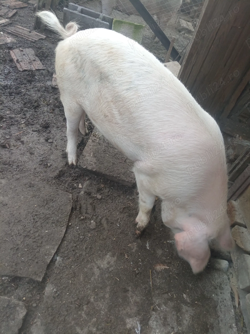 Vand porc pentru sacrificat 