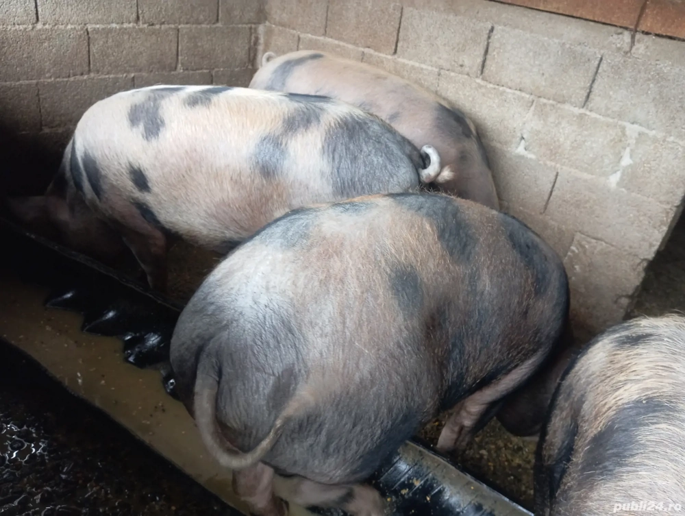 Porci de vânzare, in Pătulele. 