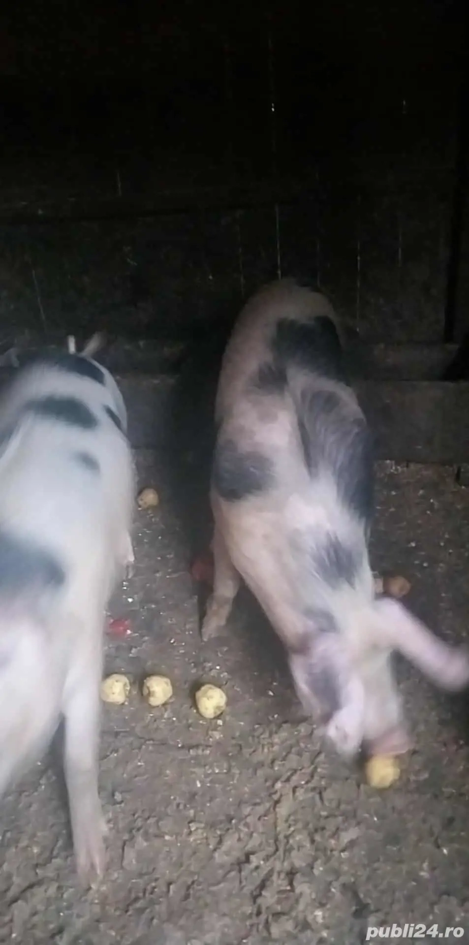 vand porci  de carne 