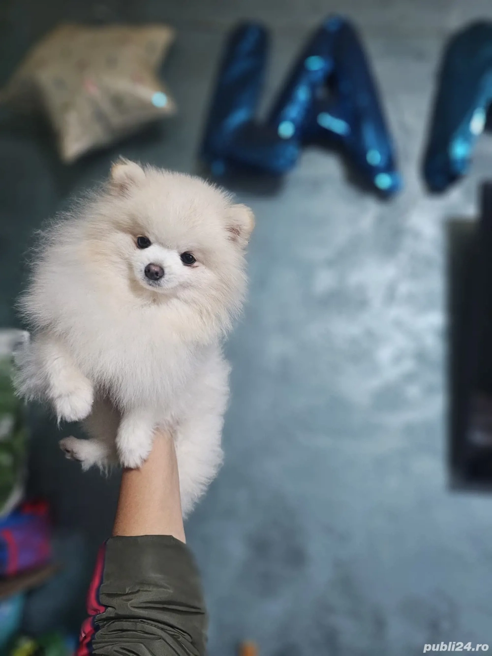 vand baietel pomeranian