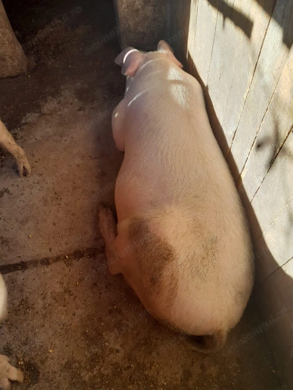 Vand porc Landrace Bacau 160-170Kg