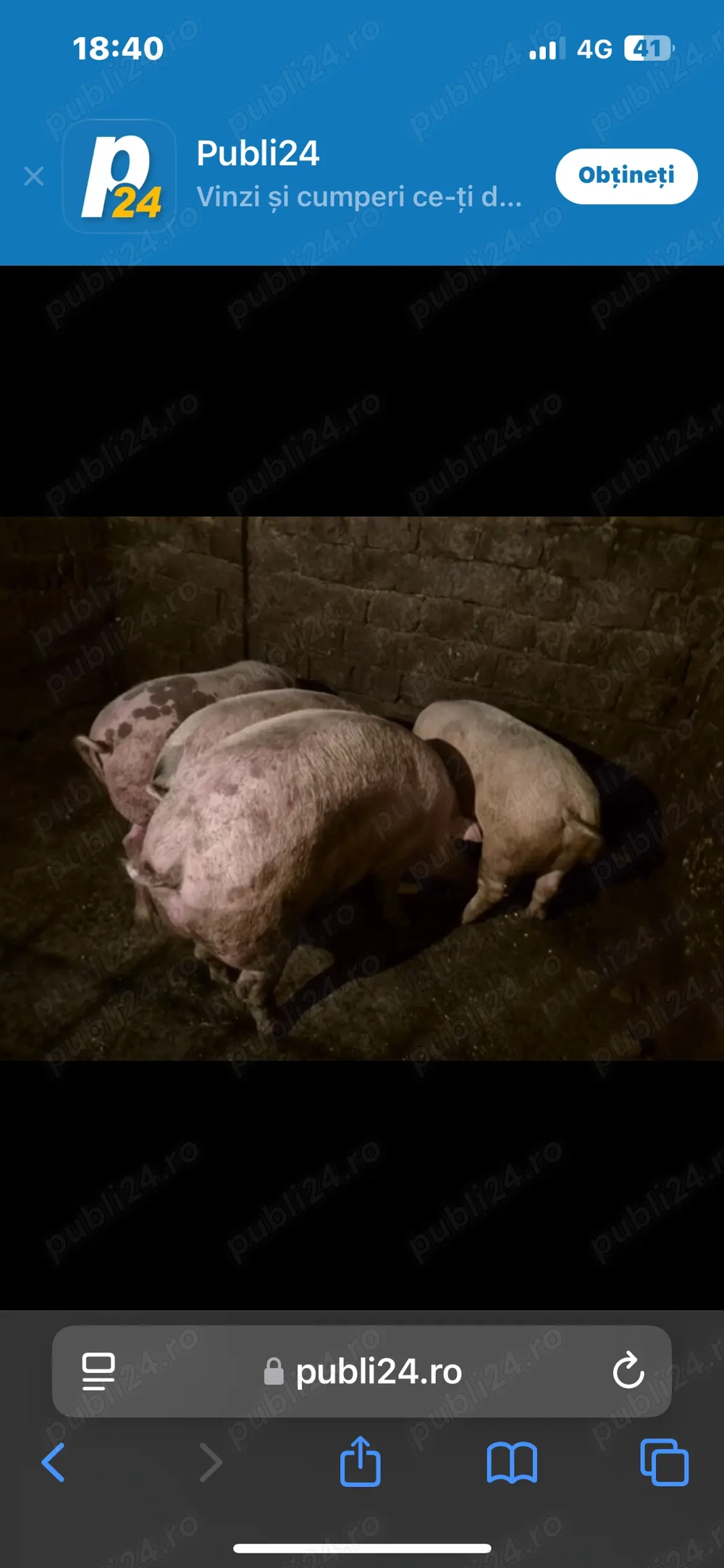 Porci de vânzare Biled 140   170 kg