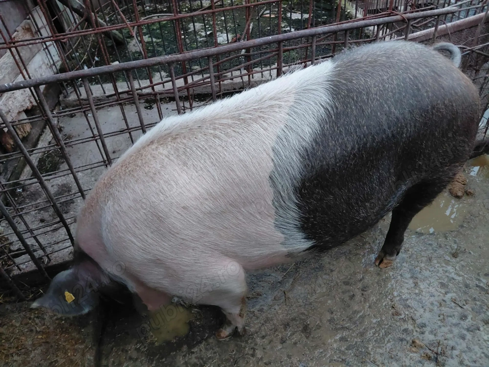 Vând porc crescut doar natural(în jur de 200 kg)