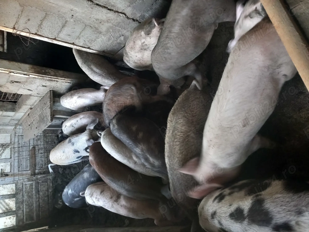 Vând grasuni proțap și porc mare Crăciun 15 ron negociabil 