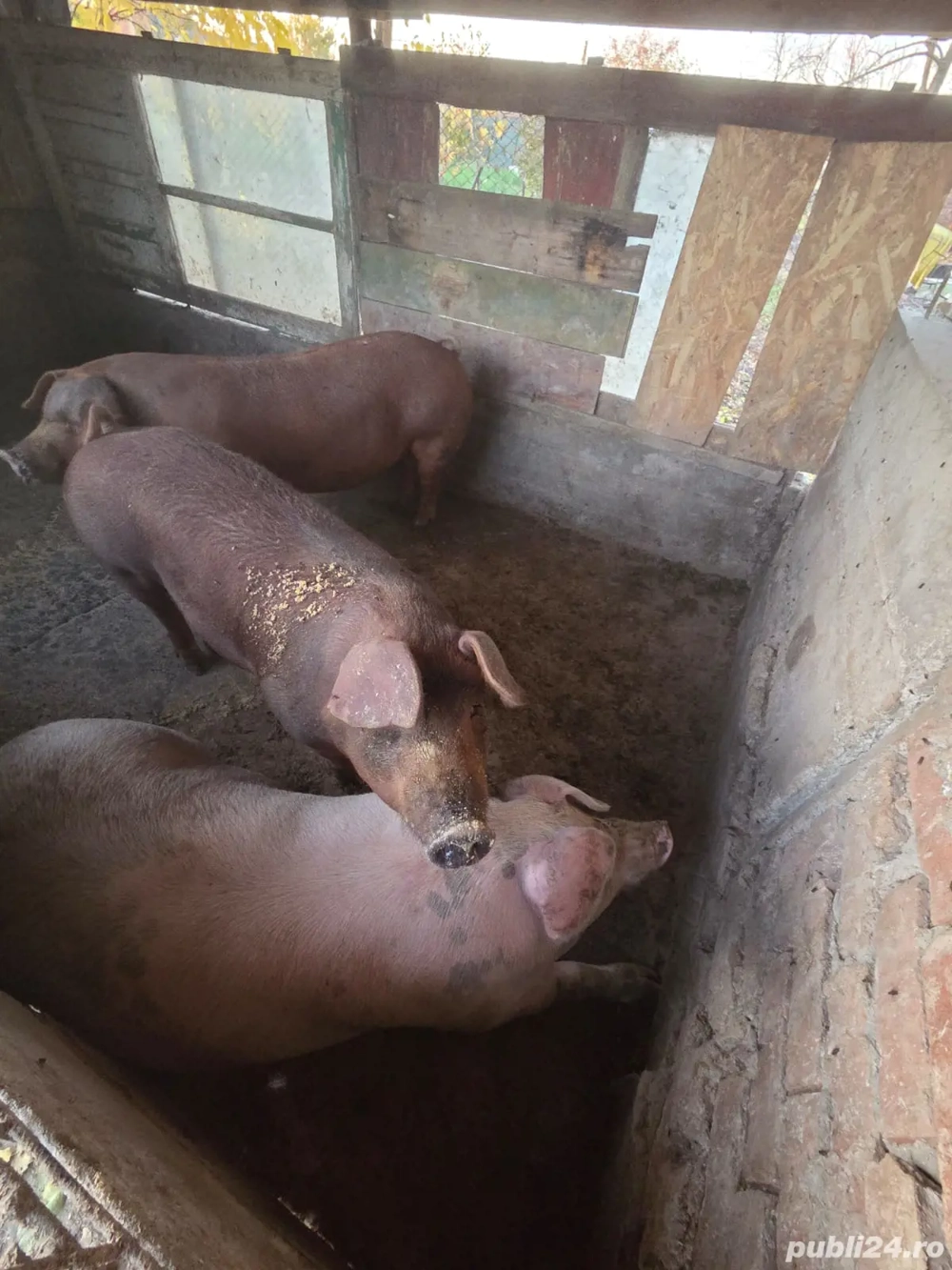 vând porci duroc de carne