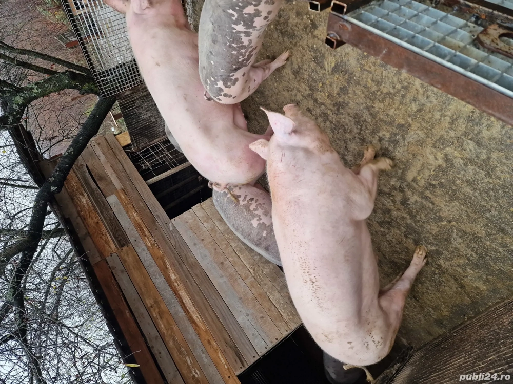porci crescuti natural 110-250 kg