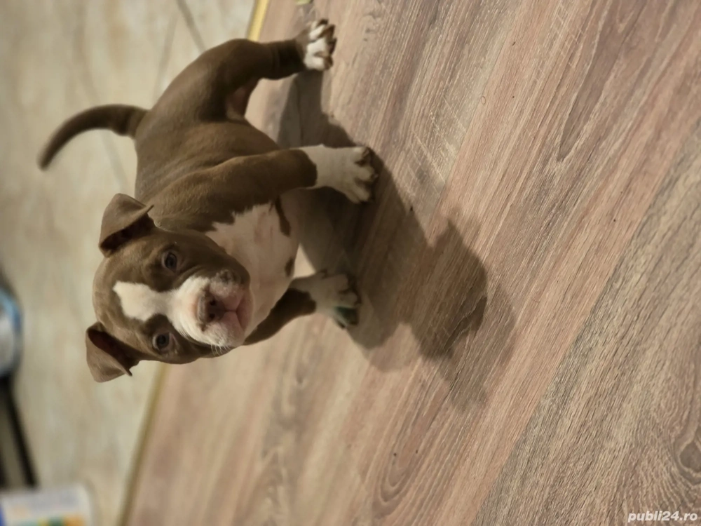 American Bully Micro!!!!