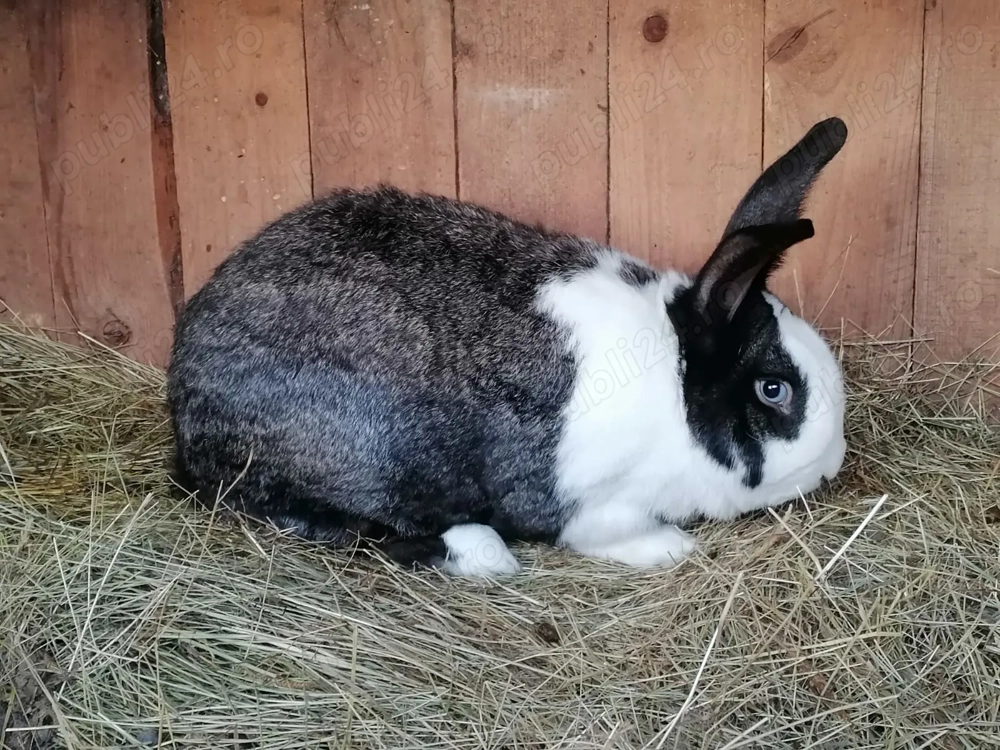 Vând iepuri de rasă 