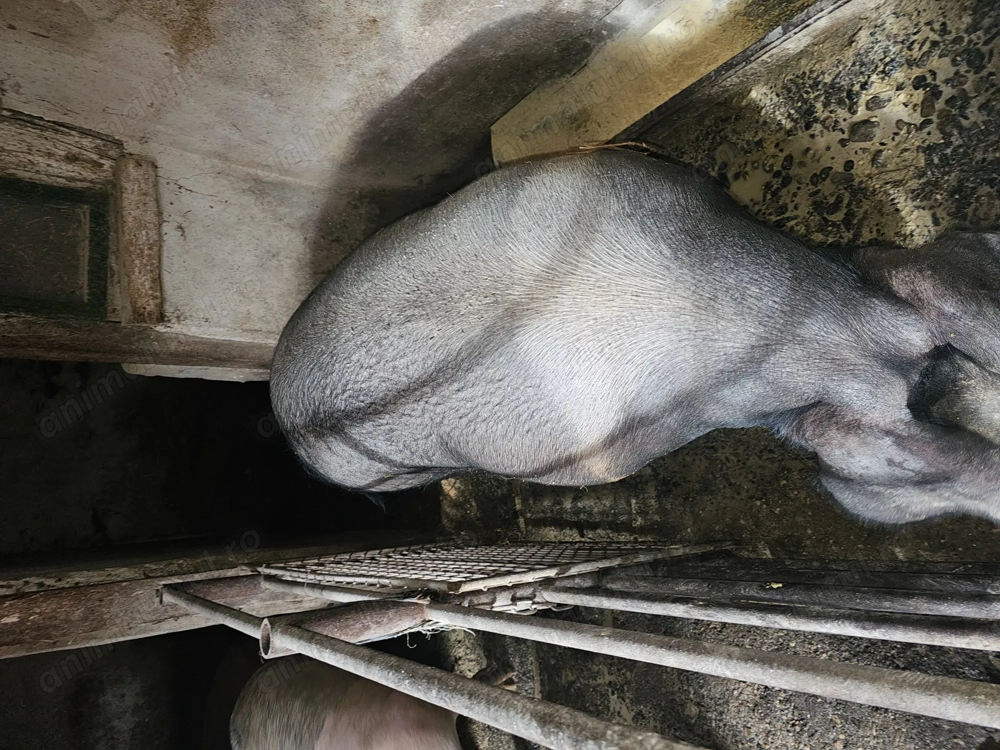 Vând Scroafă de 250 kg 13 lei kg