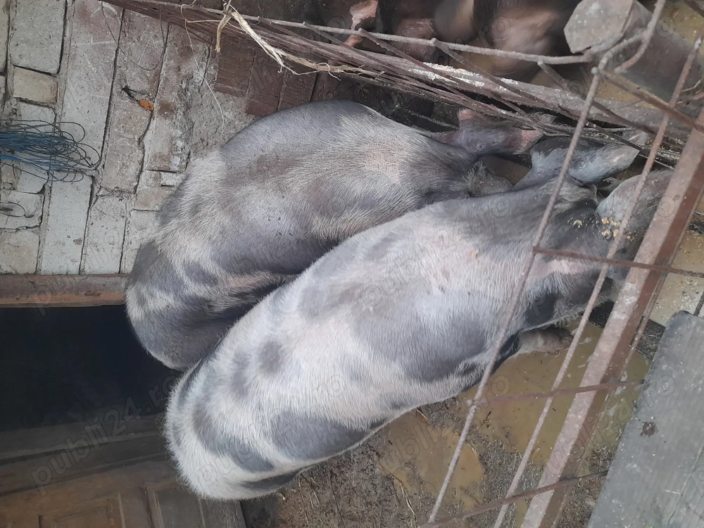 Porc de carne  crescut cu fiert