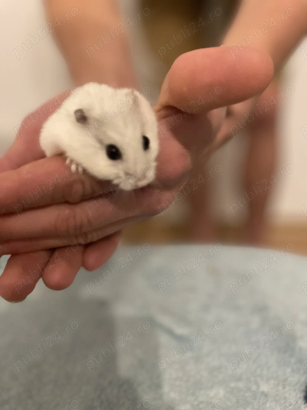 vând hamsteri! 