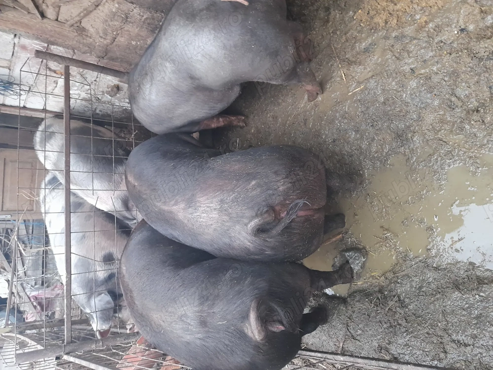 Porci de carne de vânzare 