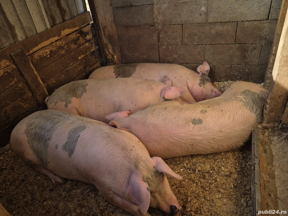 Porci de vânzare!