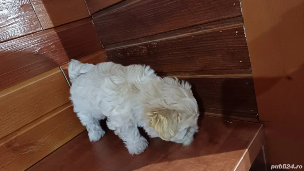 Vand bichon o fetita si un băiețel 