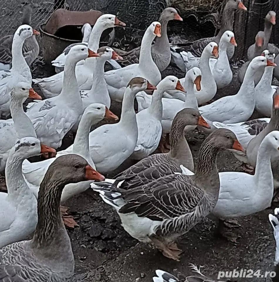 Gâște de vanzare