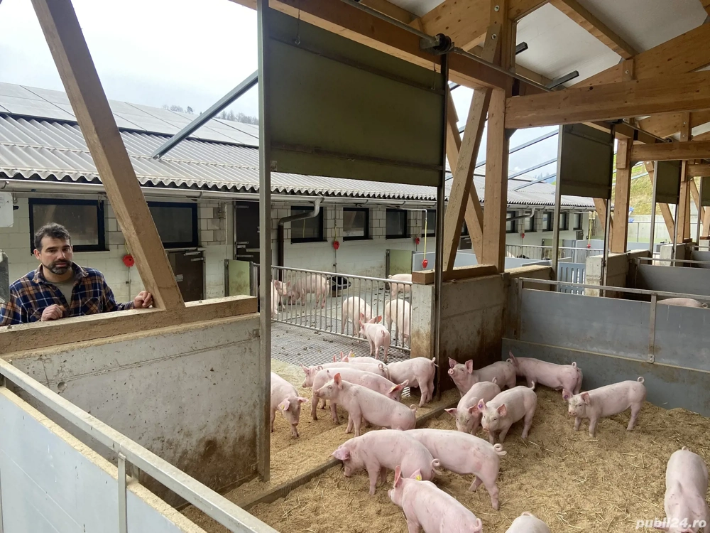 Angajez Muncitor sau cuplu la ferma de porci 