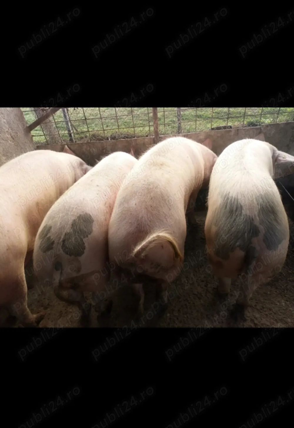 Porci crescuti Natural