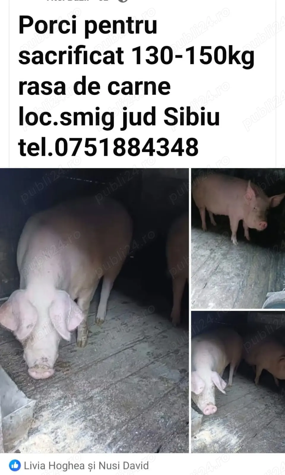 Vând porci crescuți natural(130-150kg)