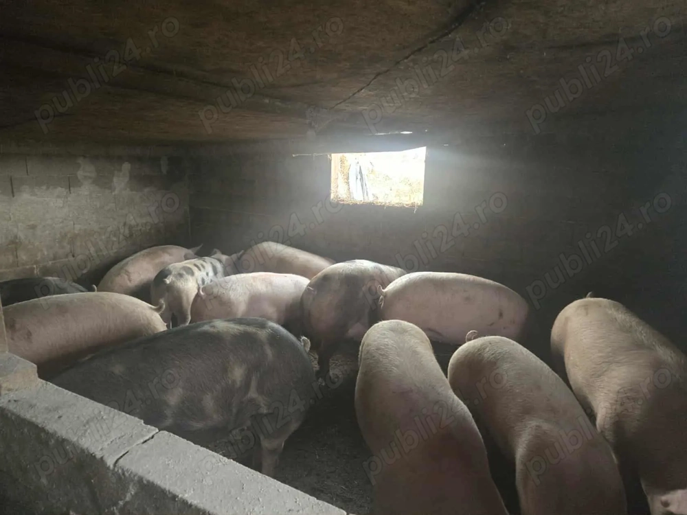 Porc de carne Pietran si Haspire