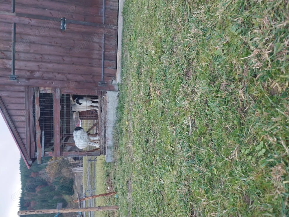 Vând 2 femele ciobănesc de Bucovina 