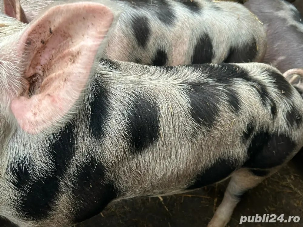 Grasuni 100-110  castrati kg