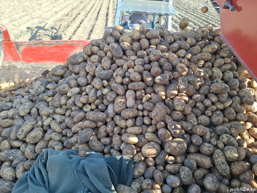 Cartofi neselectati ambalati la big bag de 1200 kg