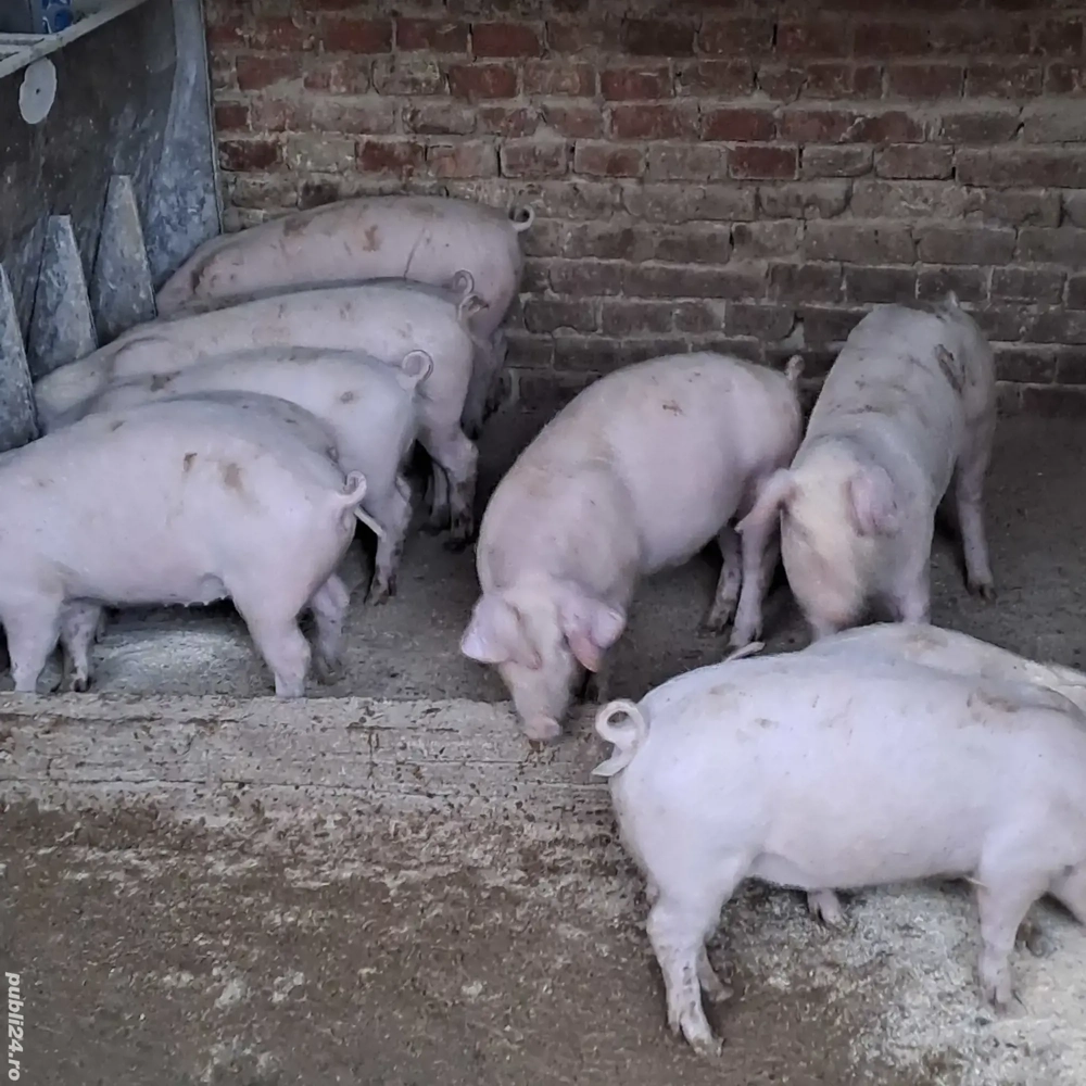 Vand grasuni Landrace