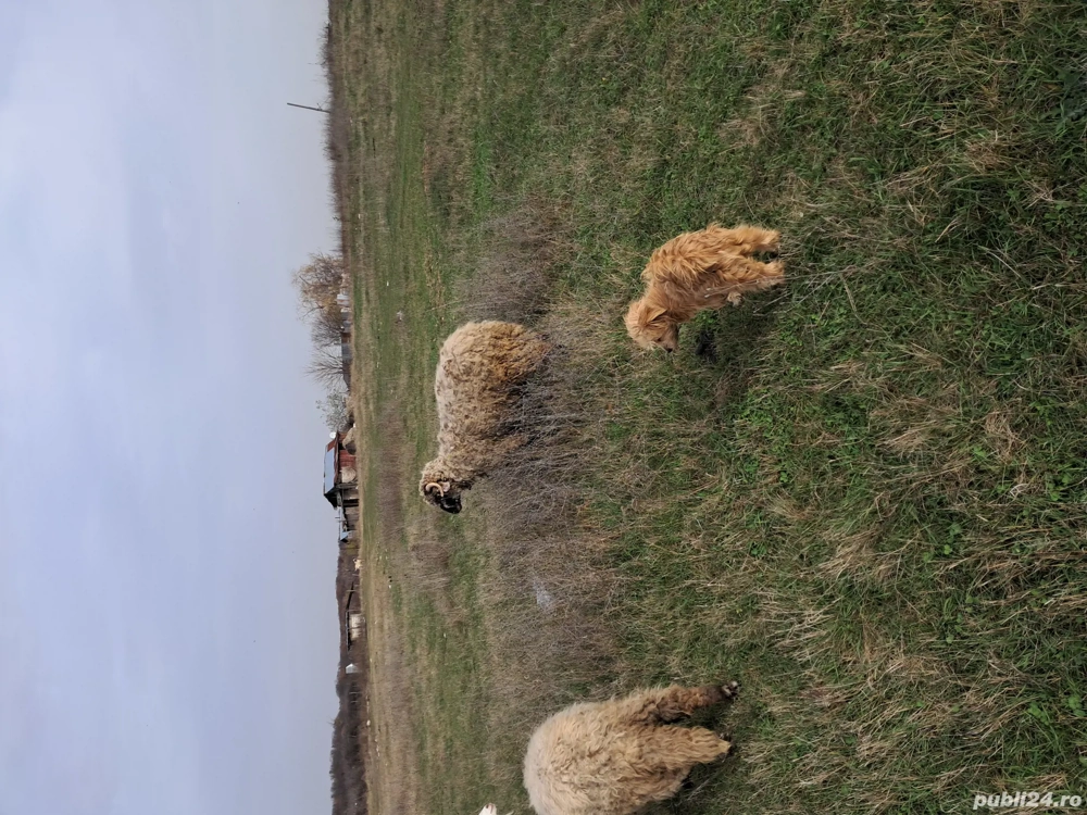 berbec din primavara 