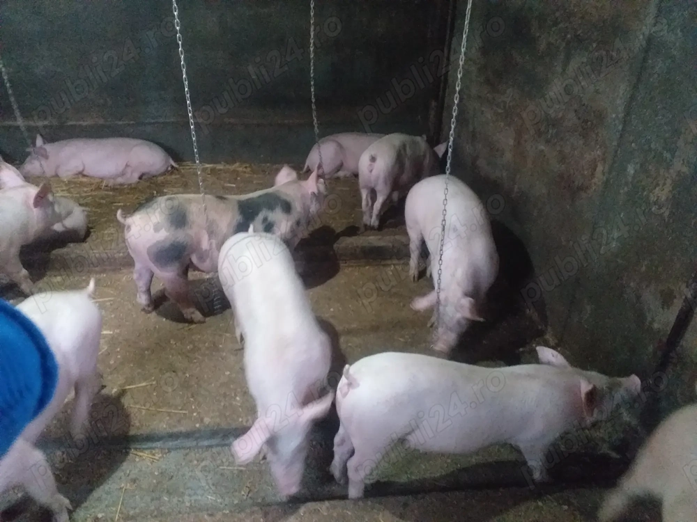 Vand purcei , rasă marele alb 40kg