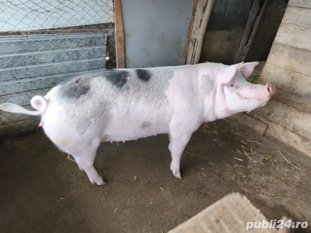 De vanzare scroafa Marele Alb