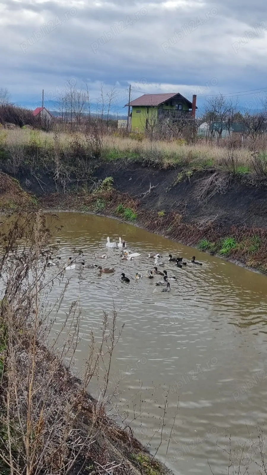 Rațe și gâște de vânzare