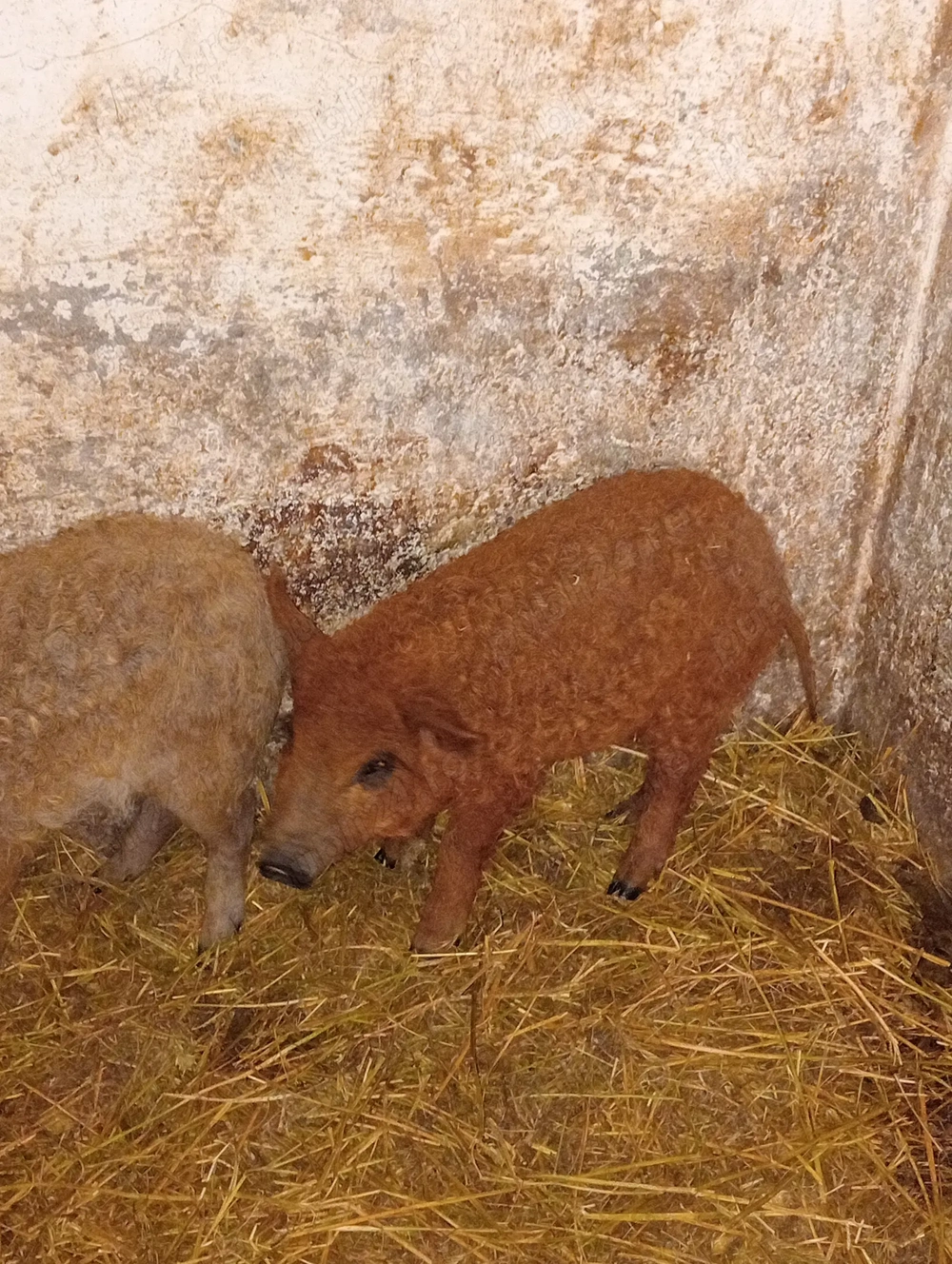 Purcei Mangalița rasă pură 