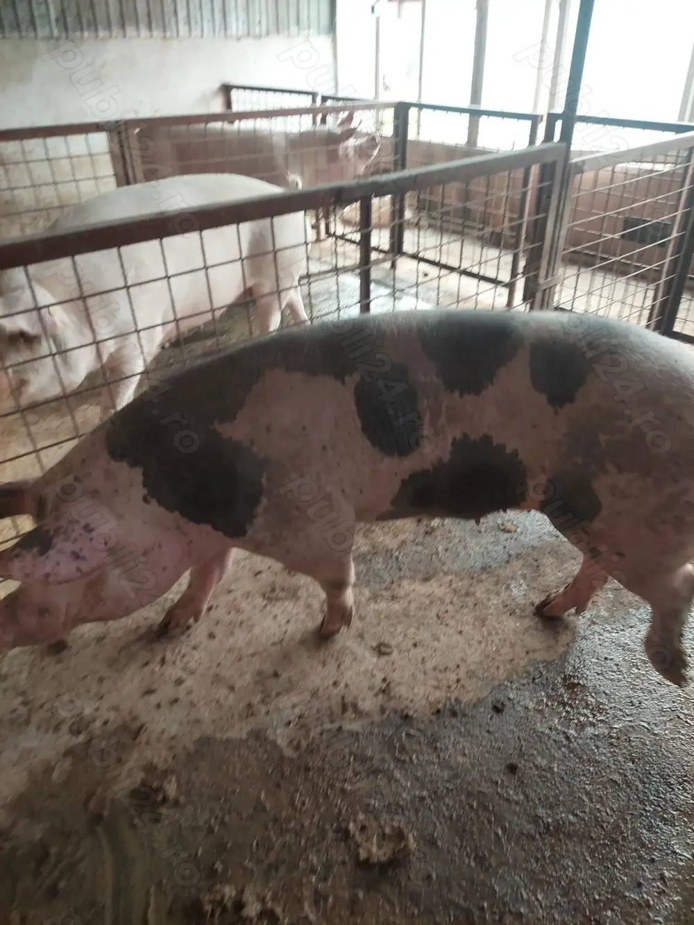 Scroafa Vind scroafa Santana - Animale