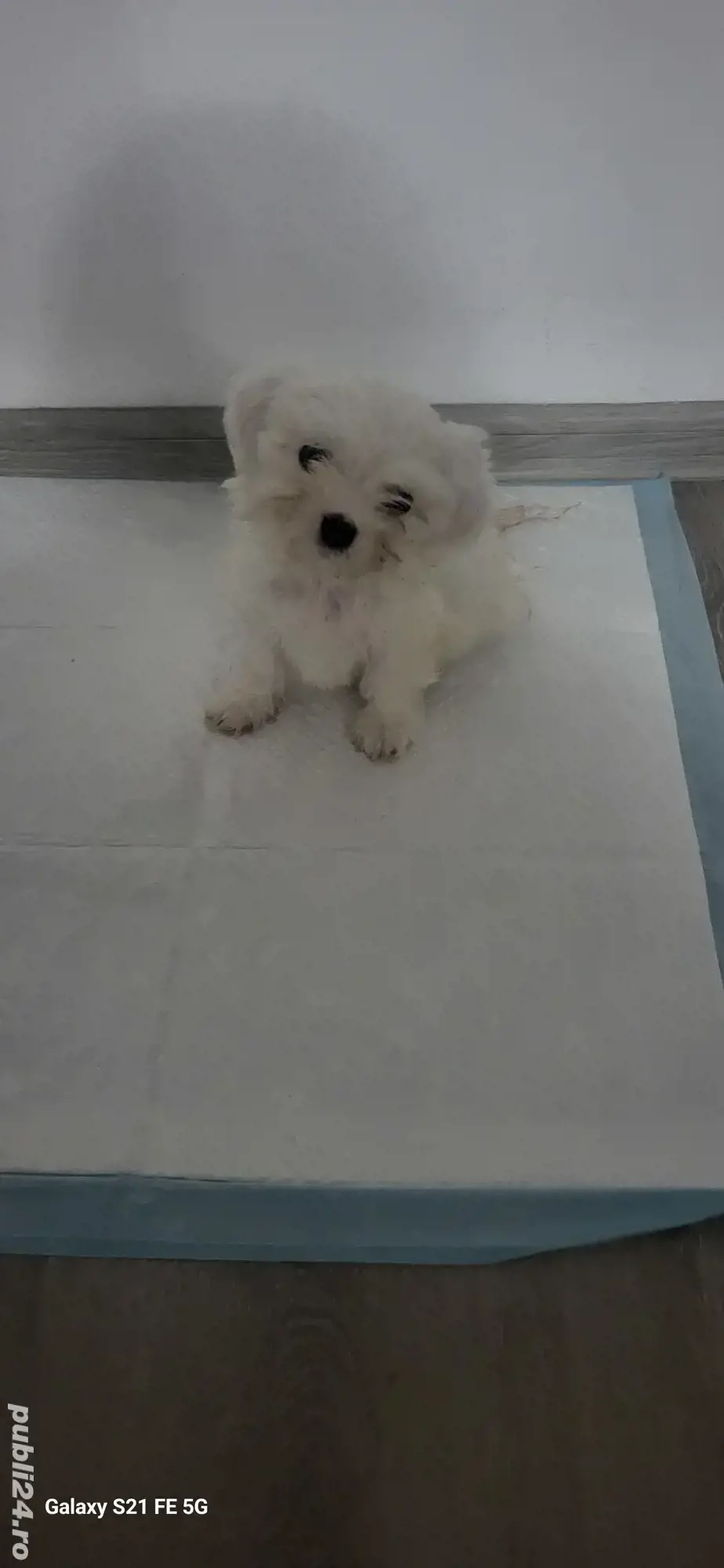 pui adorabil de Bichon Maltez