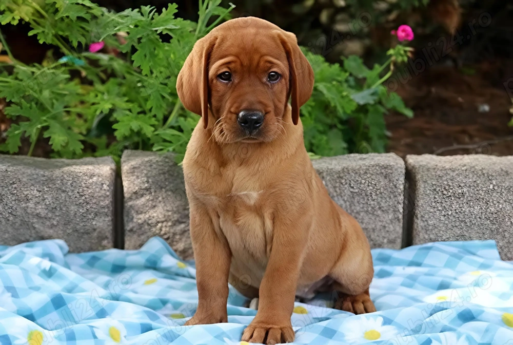 Labrador retriever transport gratuit 