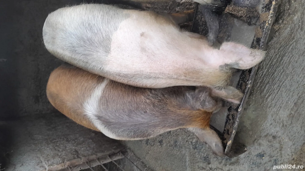 porci cresciti in gospodarie