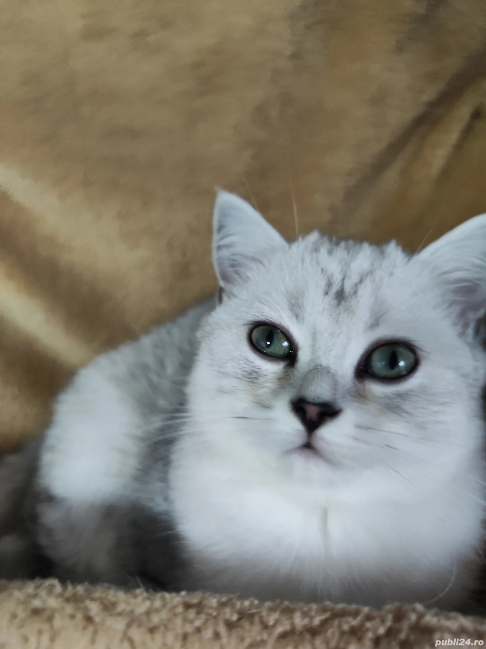 British Shorthair Silver